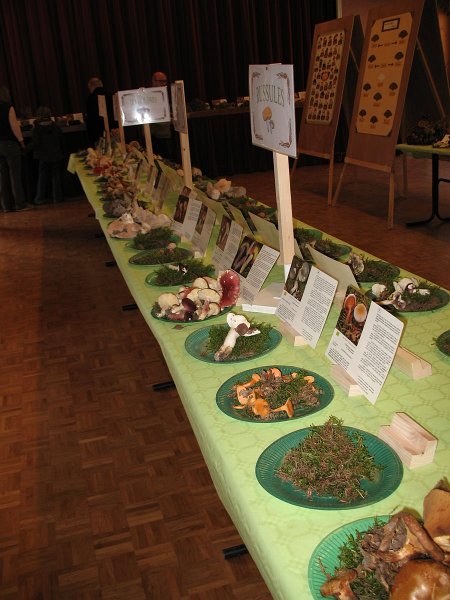 2009 10 Expo champignons de Clairefontaine 26